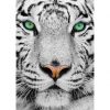 puzzle-sestavljanka-1000-kosov-white-siberian-tiger-pm1257-slikaa