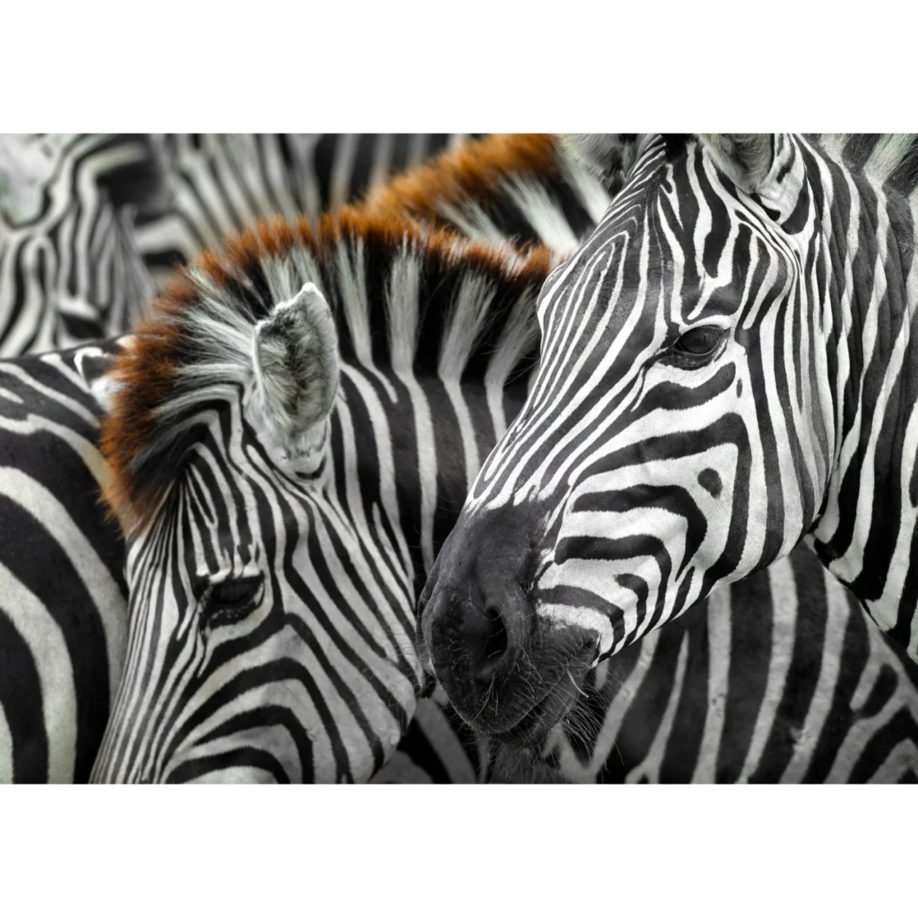 sestavljanka-puzzle-1000-kosov-enjoy-zebras-pm2103-slika